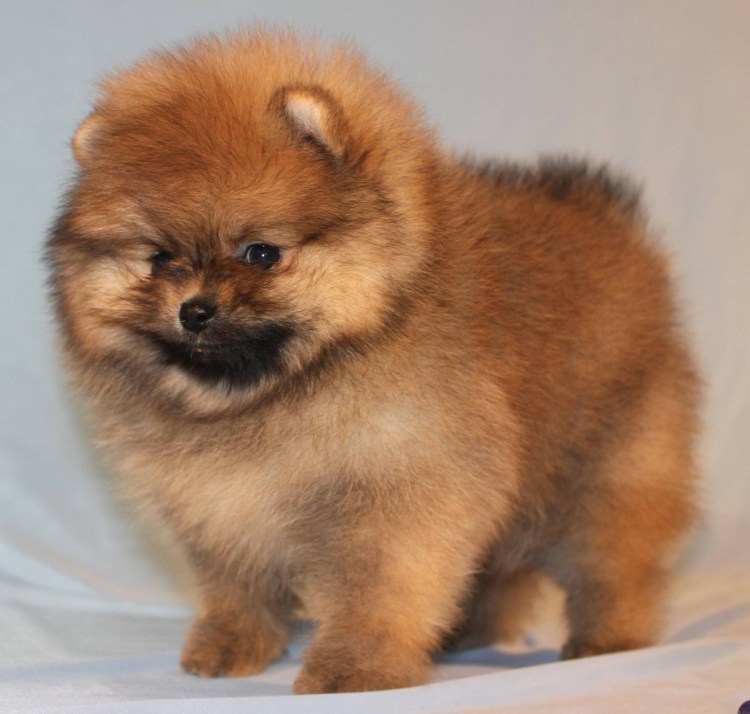 Шпиц мишка и Лисичка