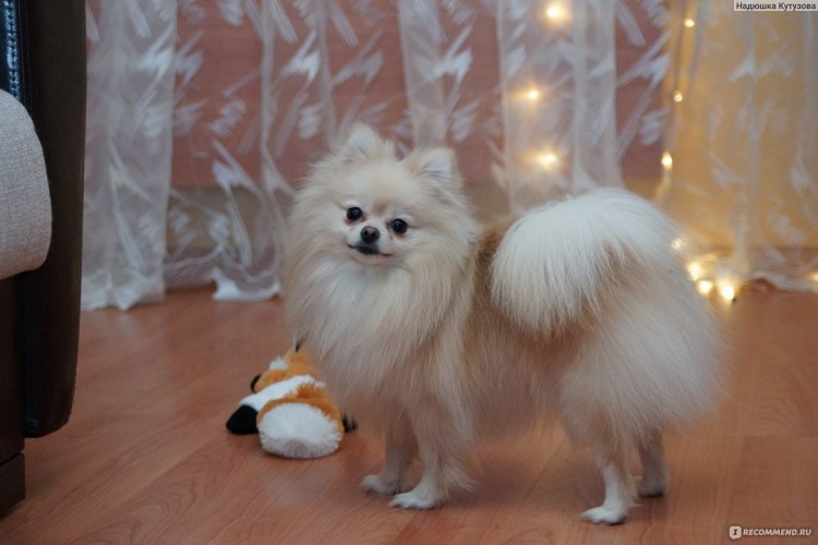 Линька у шпица