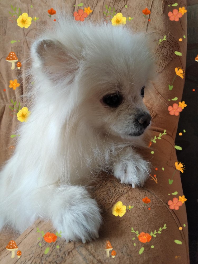 Шпиц Лисичка пырзик