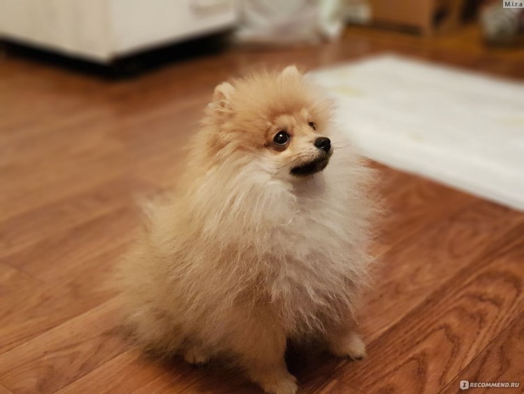 Шпиц пырзик 6 месяцев