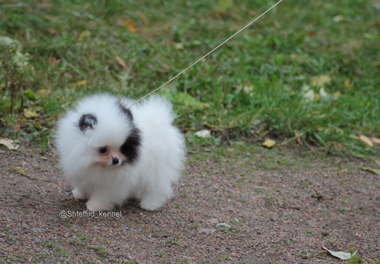 Беби линька у шпица