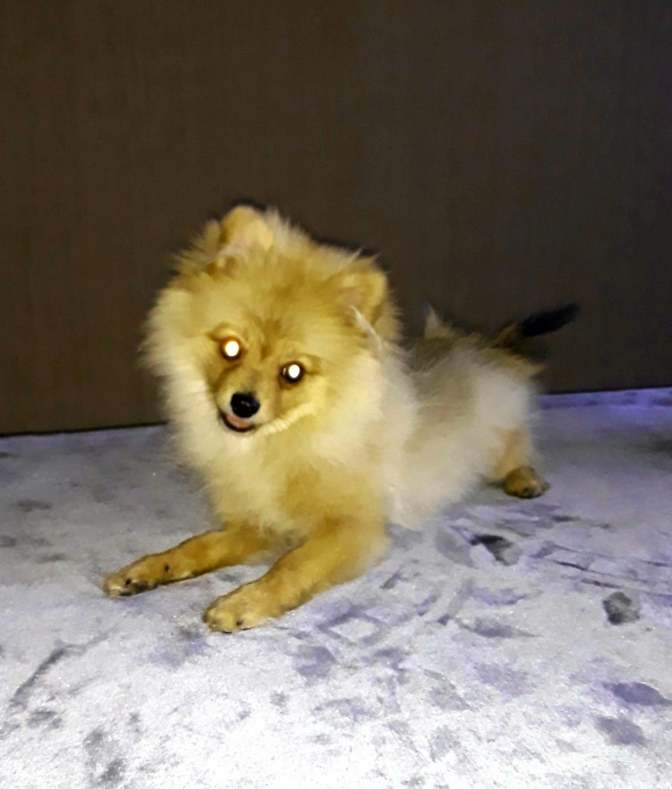 Шпиц и Йоркширский терьер