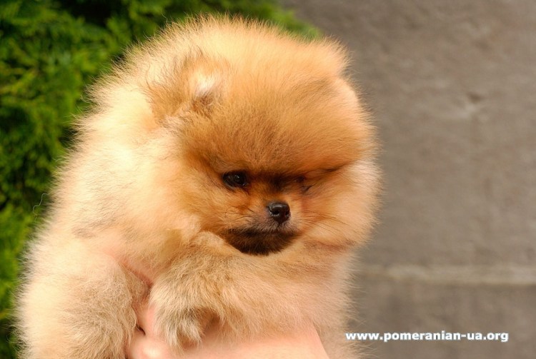 Померанский шпиц Лисичка