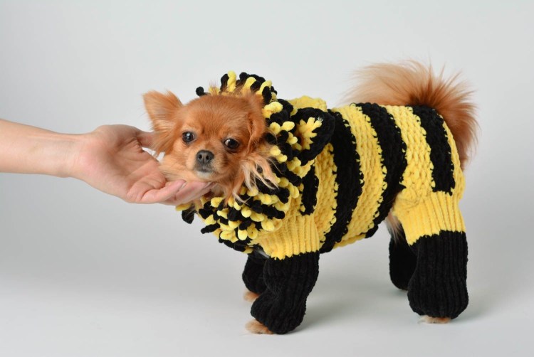 Вязаные костюмчики для собак