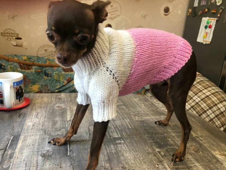 Вязаная одежда для той терьера