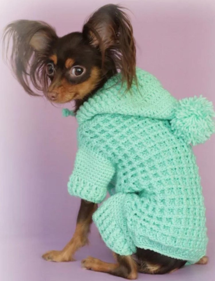 Вязаная одежда для собак чихуахуа