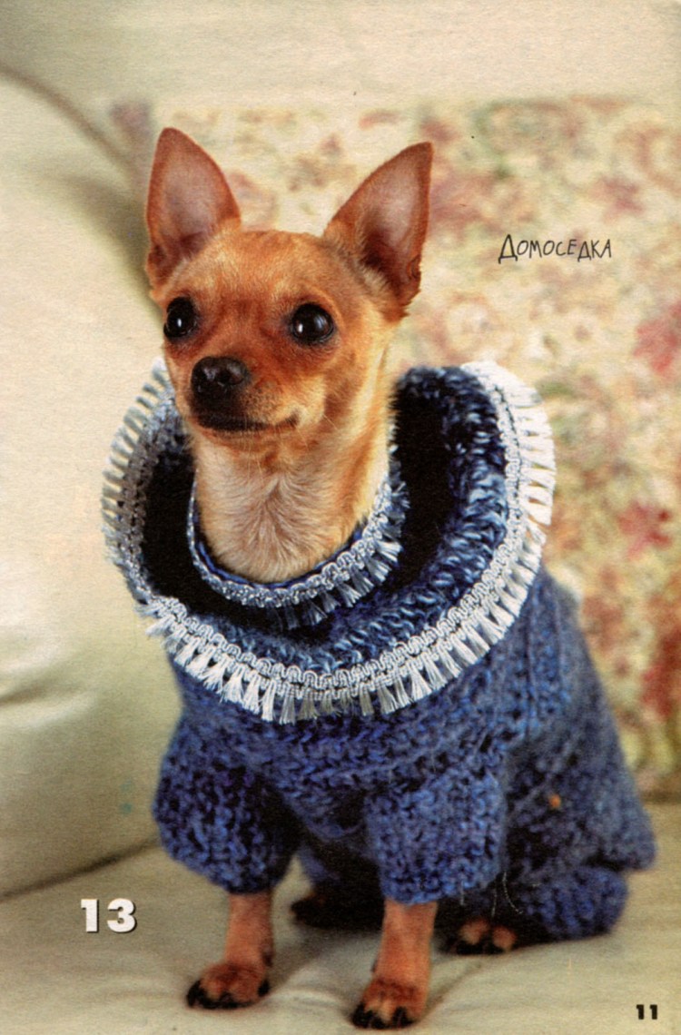 Чихуахуа Умберто