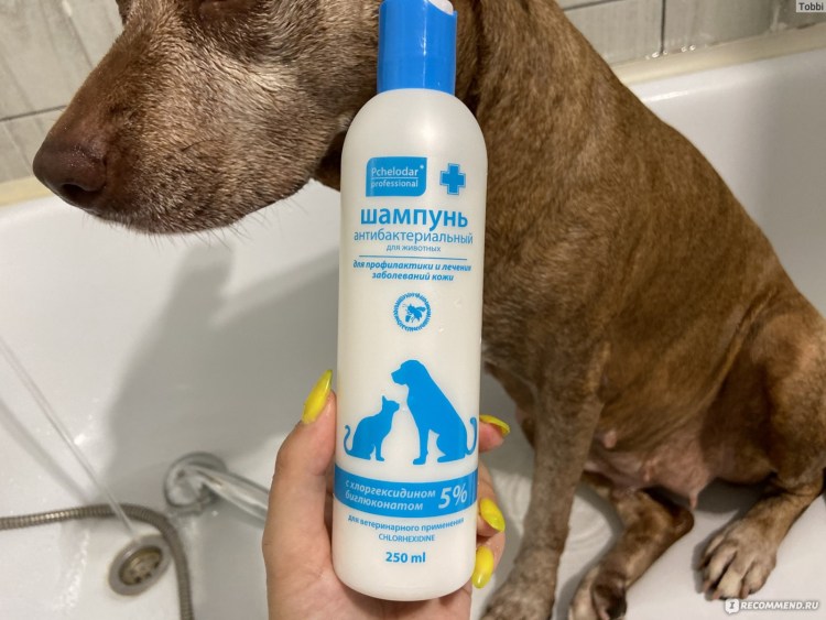 Шампунь Пчелодар антибактериальный с хлоргексидином 5