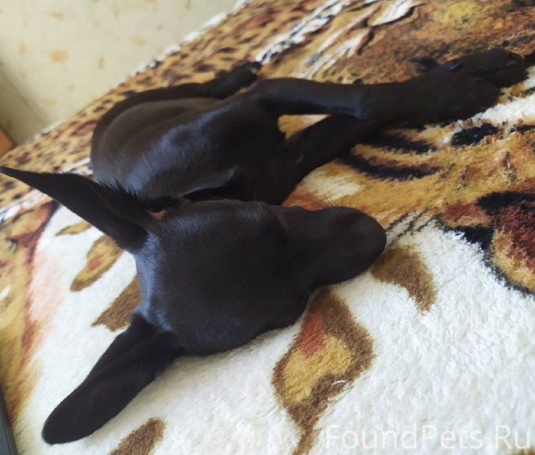 Порода Доберман-пинчер