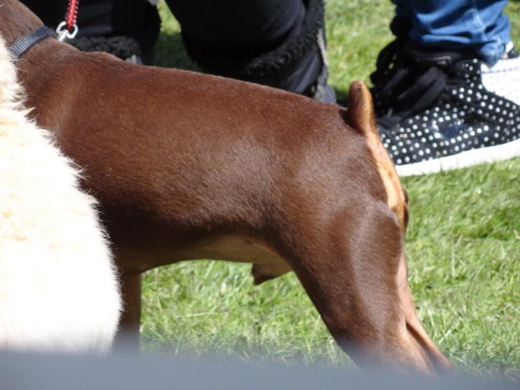 Хвост купирован у собаки