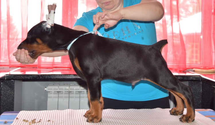 Купированая собака для боёв