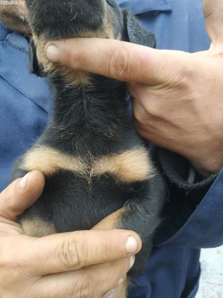 Ротвейлер купированный хвост