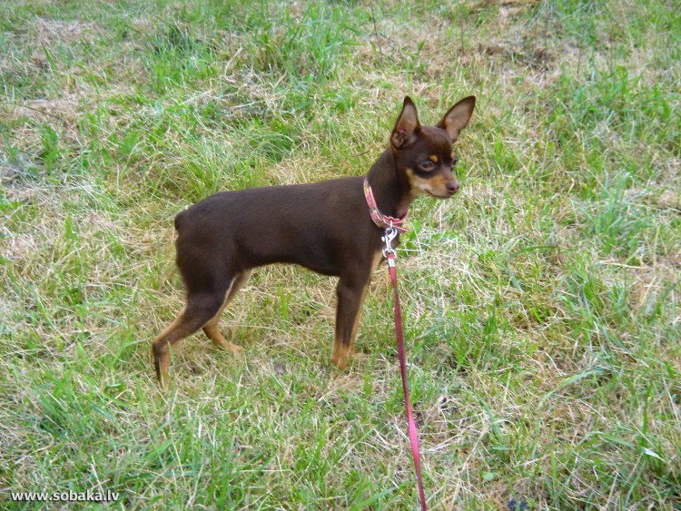 Мини Доберман авито СПБ