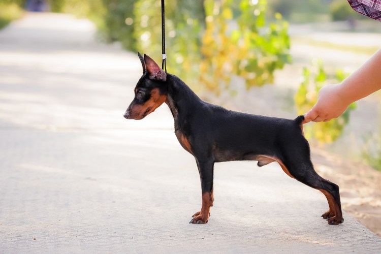 Кпированиехвостов у курцхара