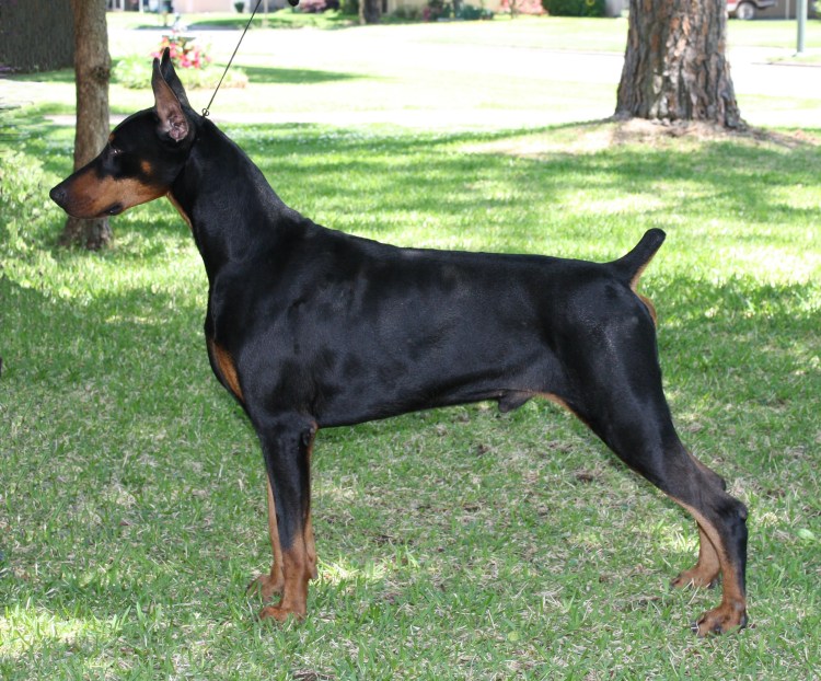 Миттельшнауцер черный купированный