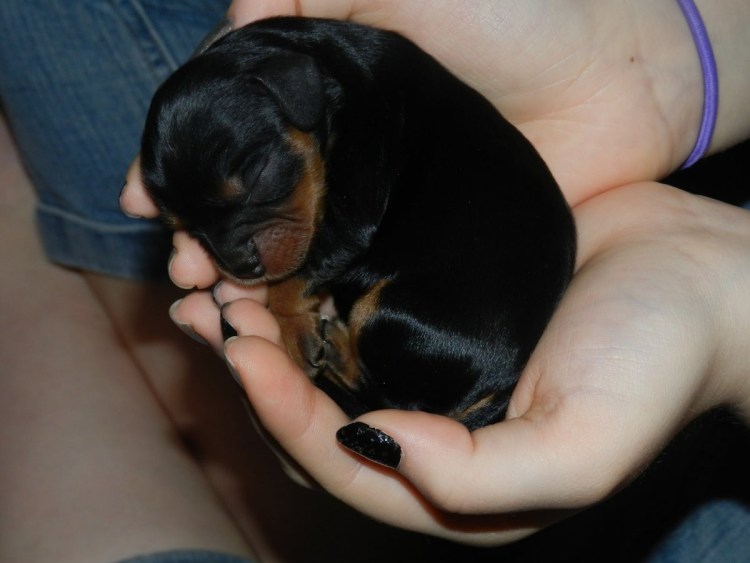 Доберман не купированныц