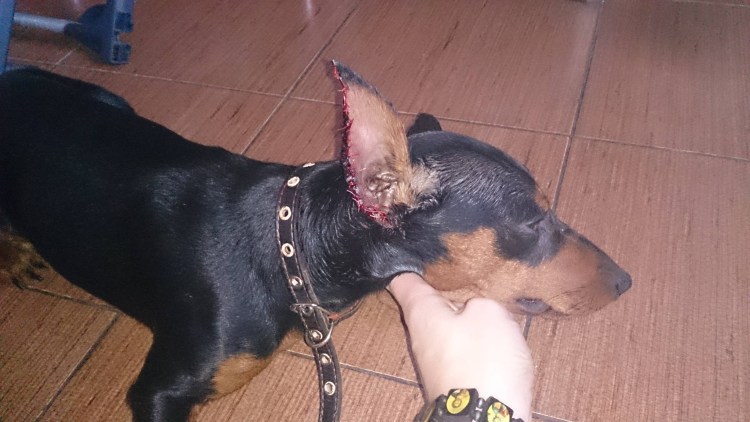 Купирование ушей у добермана