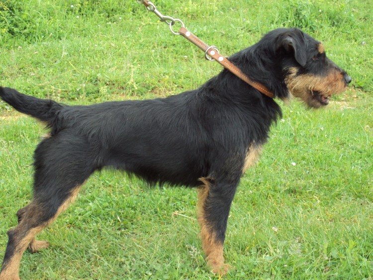 Доберман-пинчер некупированный