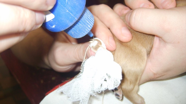 Купирование хвоста у щенка