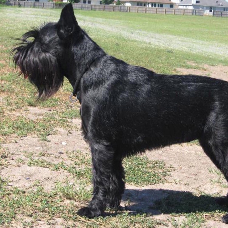 Доберман крупный