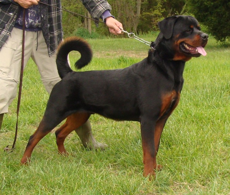 Доберман купированный и некупированный