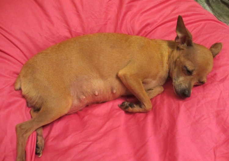 Собака с купированным хвостом