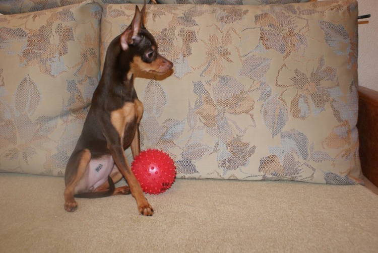 Неправильно купированный хвост