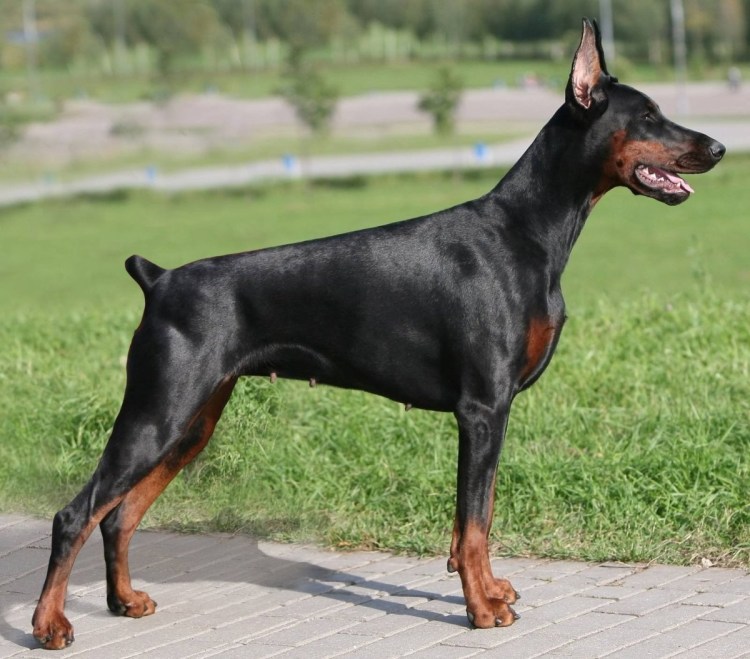 Амстафф щенок с купированными ушами