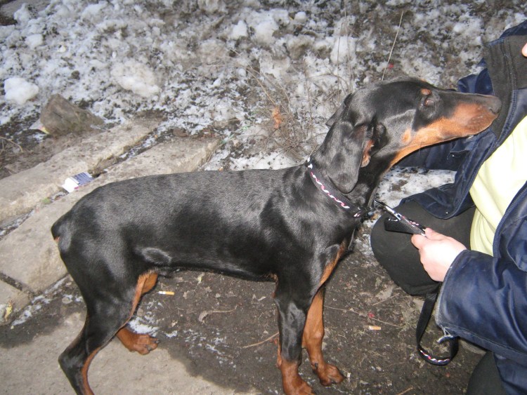 Доберман некупированный