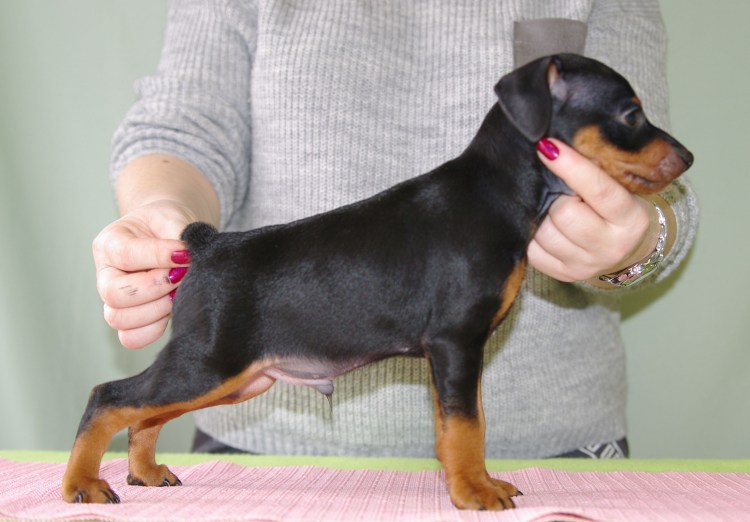 Манчестерский терьер купируют хвост