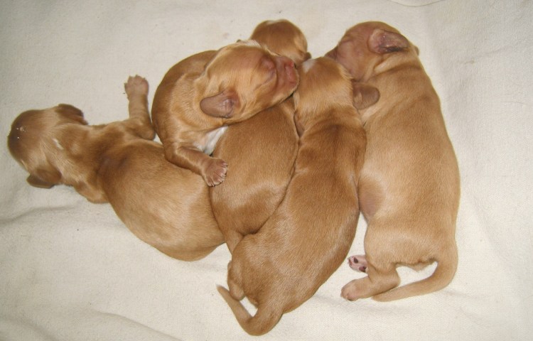 Доберман не купированый