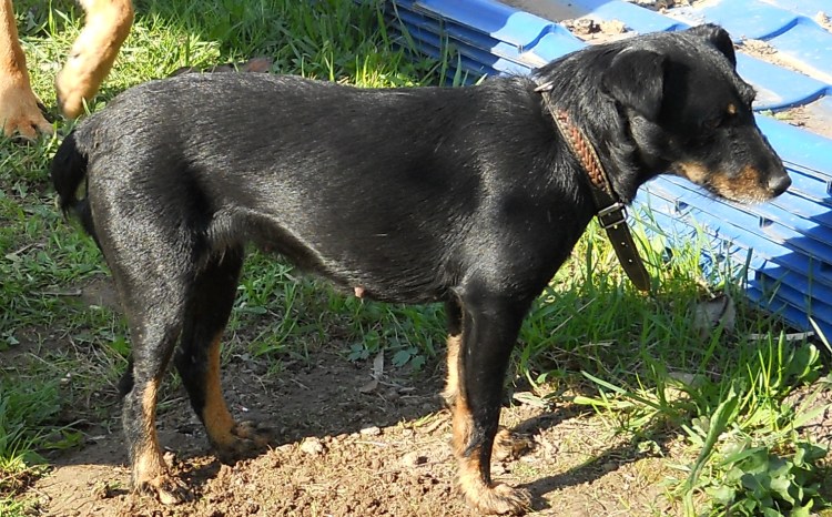 Купированный хвост у собаки