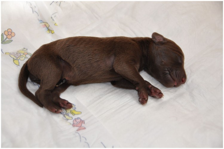 Доберман некупированный