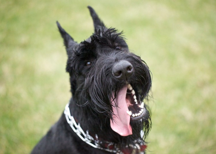 Ризер шнауцер