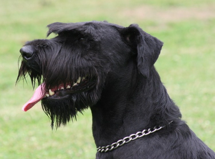 Ризеншнауцер черный с серебром
