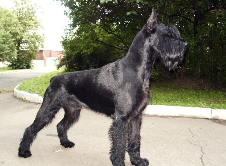 Ризеншнауцер Миттельшнауцер Цвергшнауцер