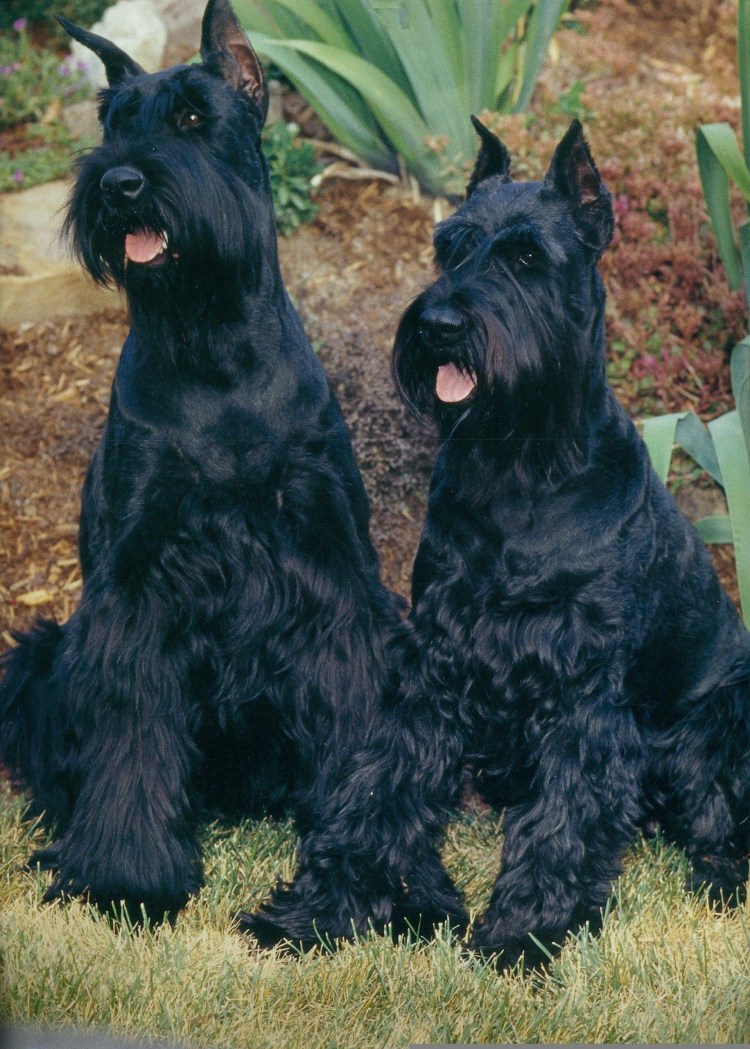 Ризеншнауцер терьер