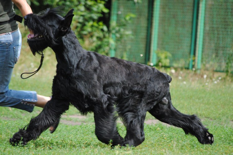 Цвергшнауцер длинношерстный