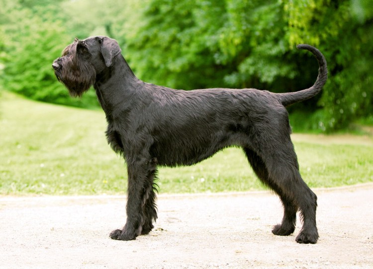 Порода собак Ризеншнауцер