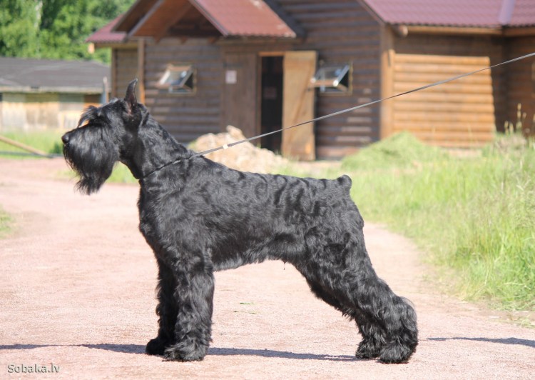 Порода Ризеншнауцер