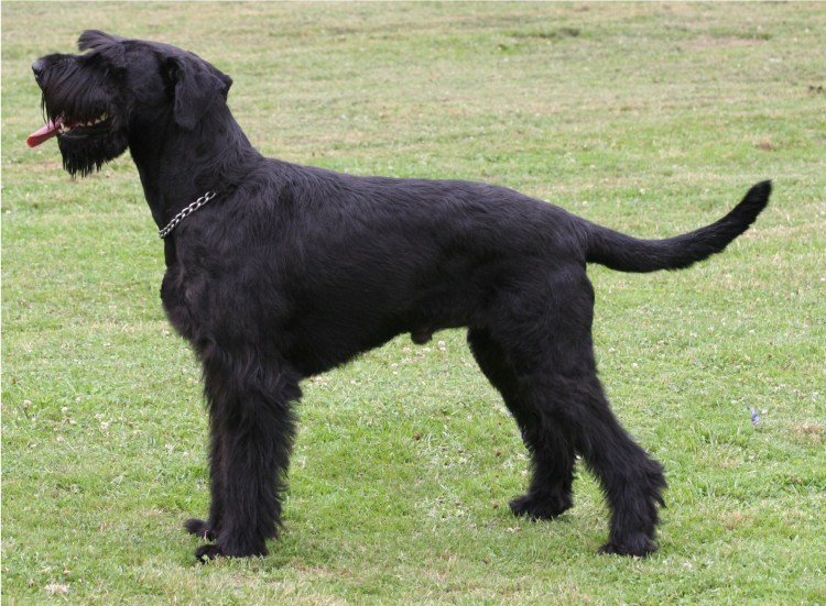 Ризеншнауцер некупированный