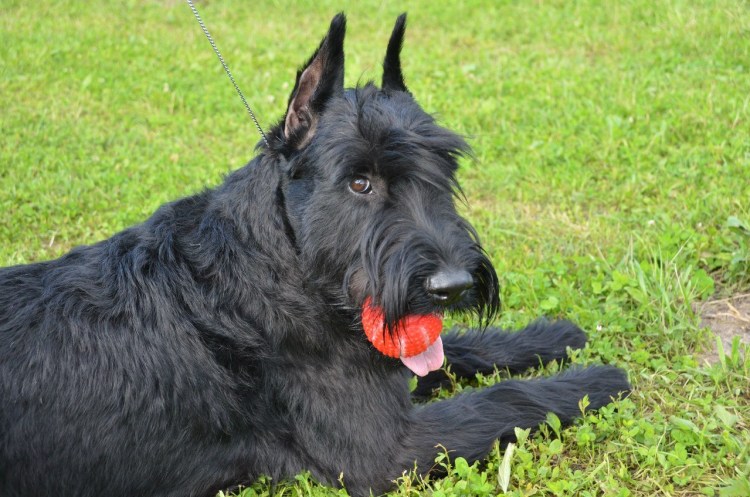 Ризеншнауцер и волкодав