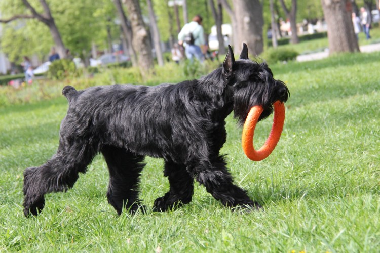 Ризеншнауцер пепельный