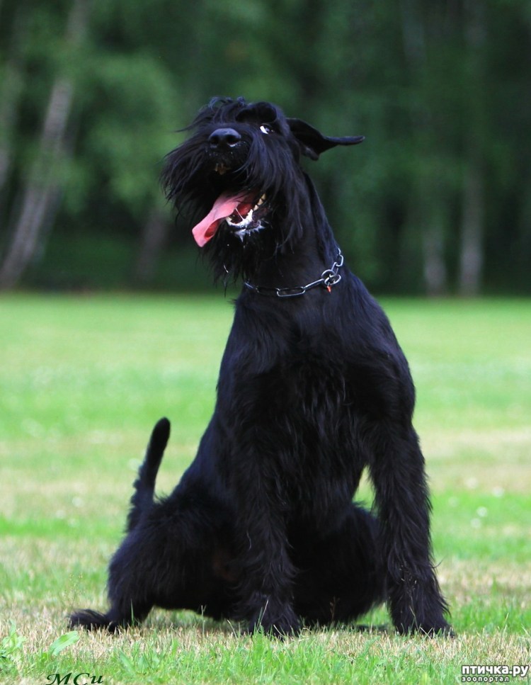 Порода Ризеншнауцер