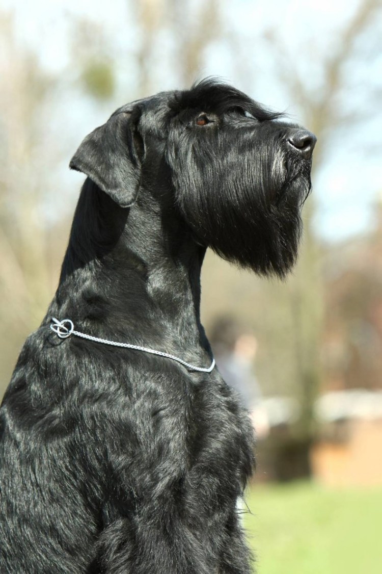 Порода собак Ризеншнауцер