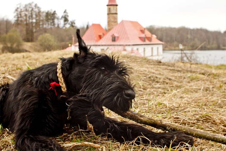 Ризеншнауцер служебная собака