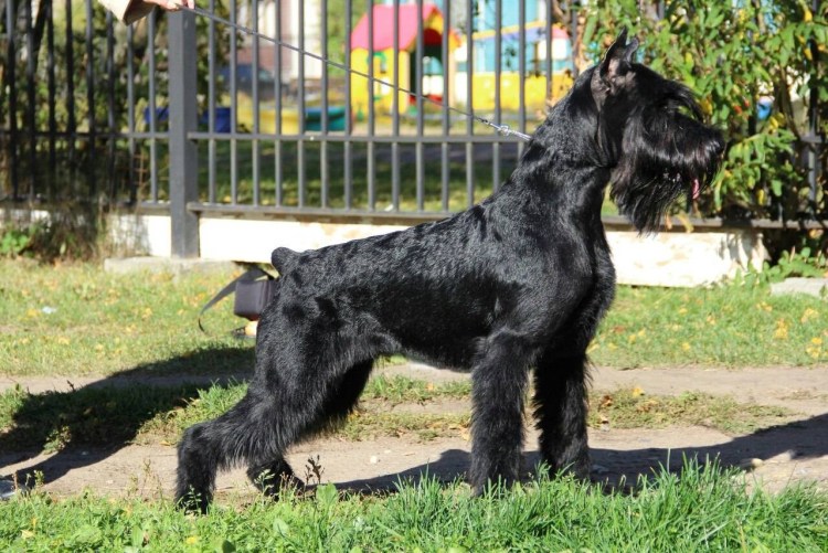 Ризеншнауцер Миттельшнауцер Цвергшнауцер