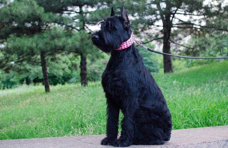 Ризер шнауцер