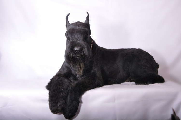 Порода собак Ризеншнауцер