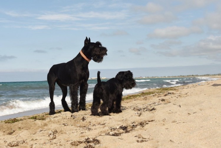 Ризеншнауцер купированный